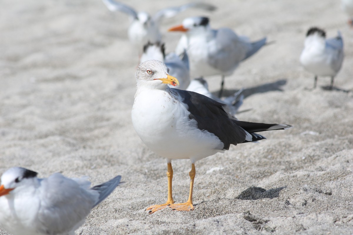 Lesser Black-backed Gull - ML614663773