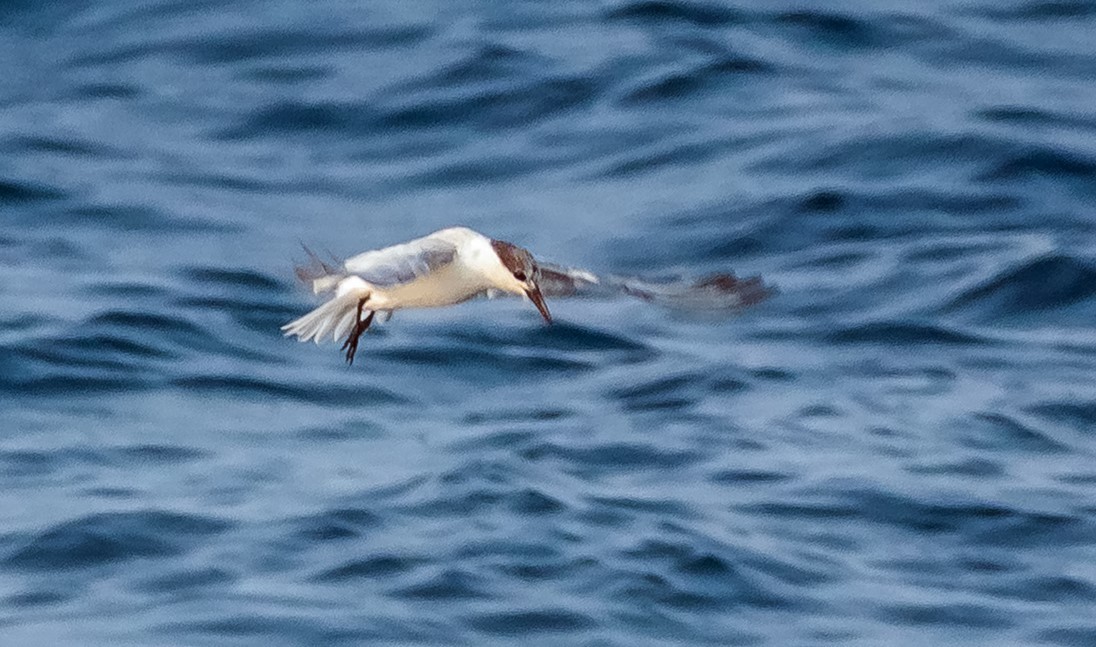 Whiskered Tern - ML614663802