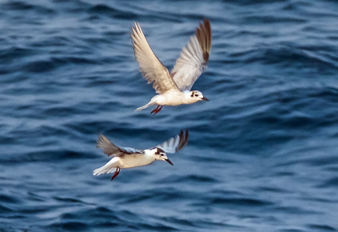 White-winged Tern - Russell Scott