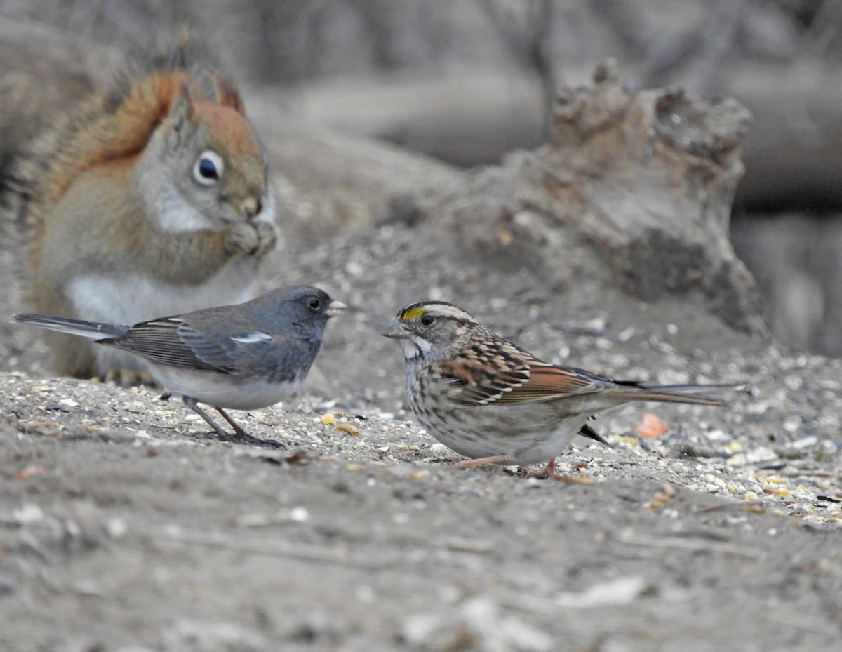 White-throated Sparrow - Douglas Kieser