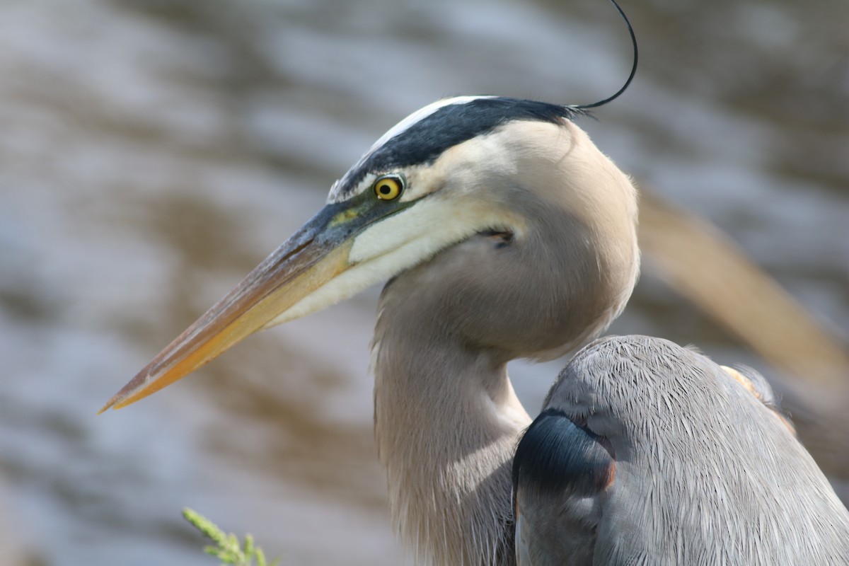 Great Blue Heron - Michael Ward