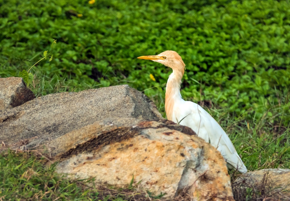 Eastern Cattle Egret - ML614663968