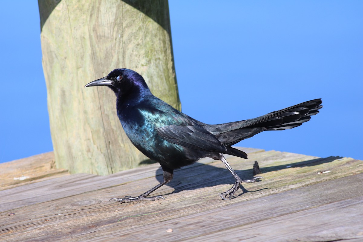 Boat-tailed Grackle - ML614664030