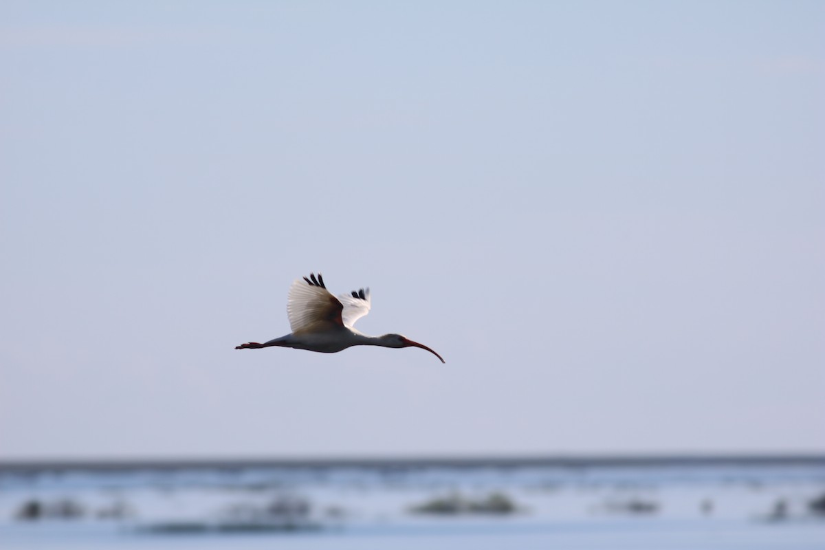 White Ibis - ML614664071