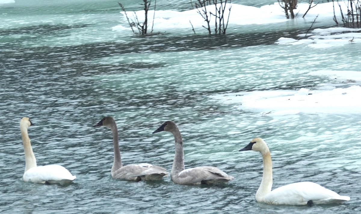 Trumpeter Swan - Robin Collman