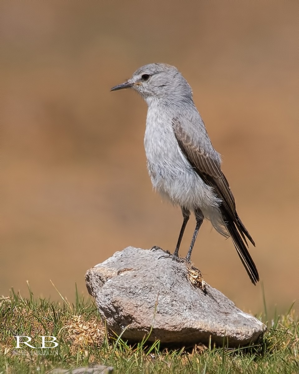 Rufous-naped Ground-Tyrant - ML614664154