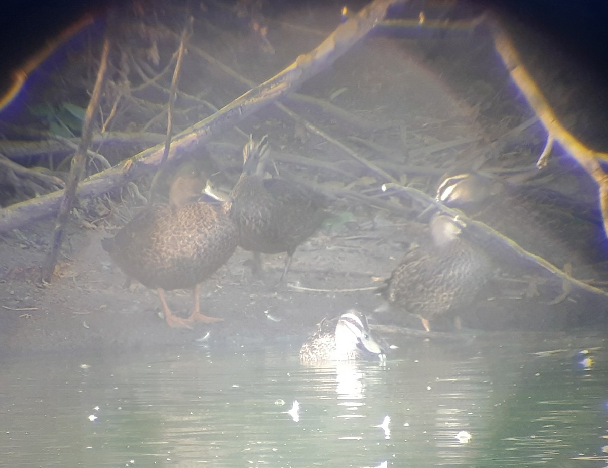 Mallard x Pacific Black Duck (hybrid) - ML614664157