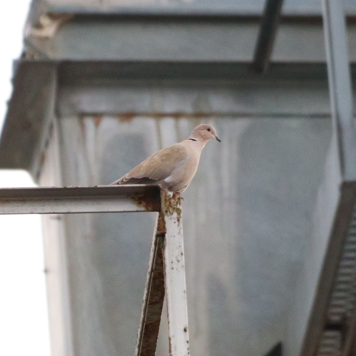 Eurasian Collared-Dove - ML614664185