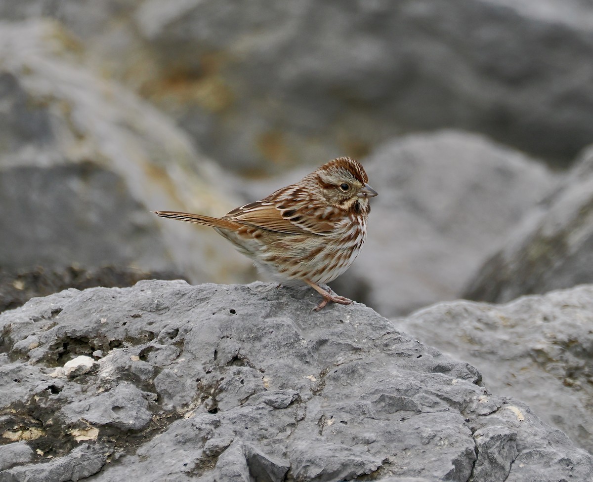 Song Sparrow - ML614664198