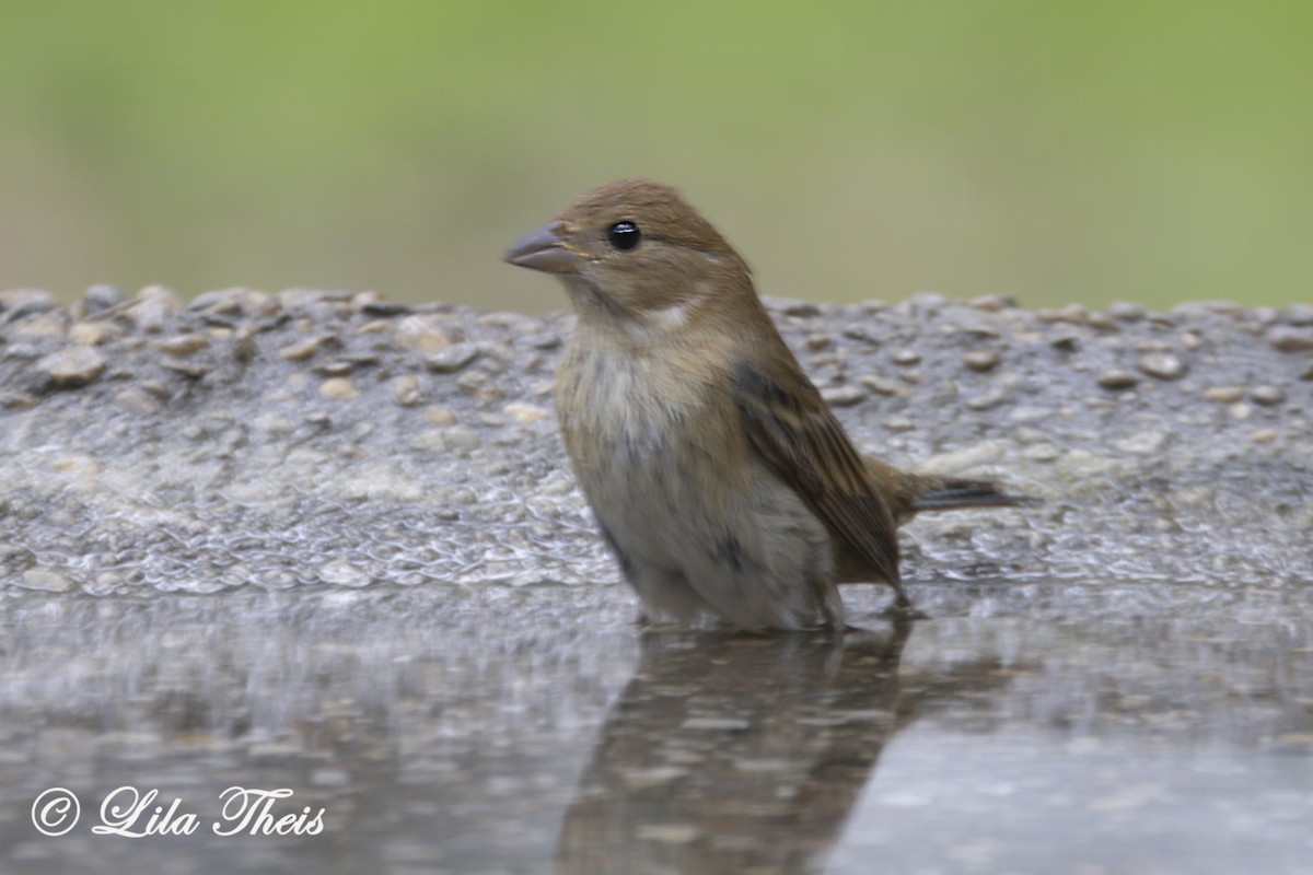 Indigo Bunting - ML614664285