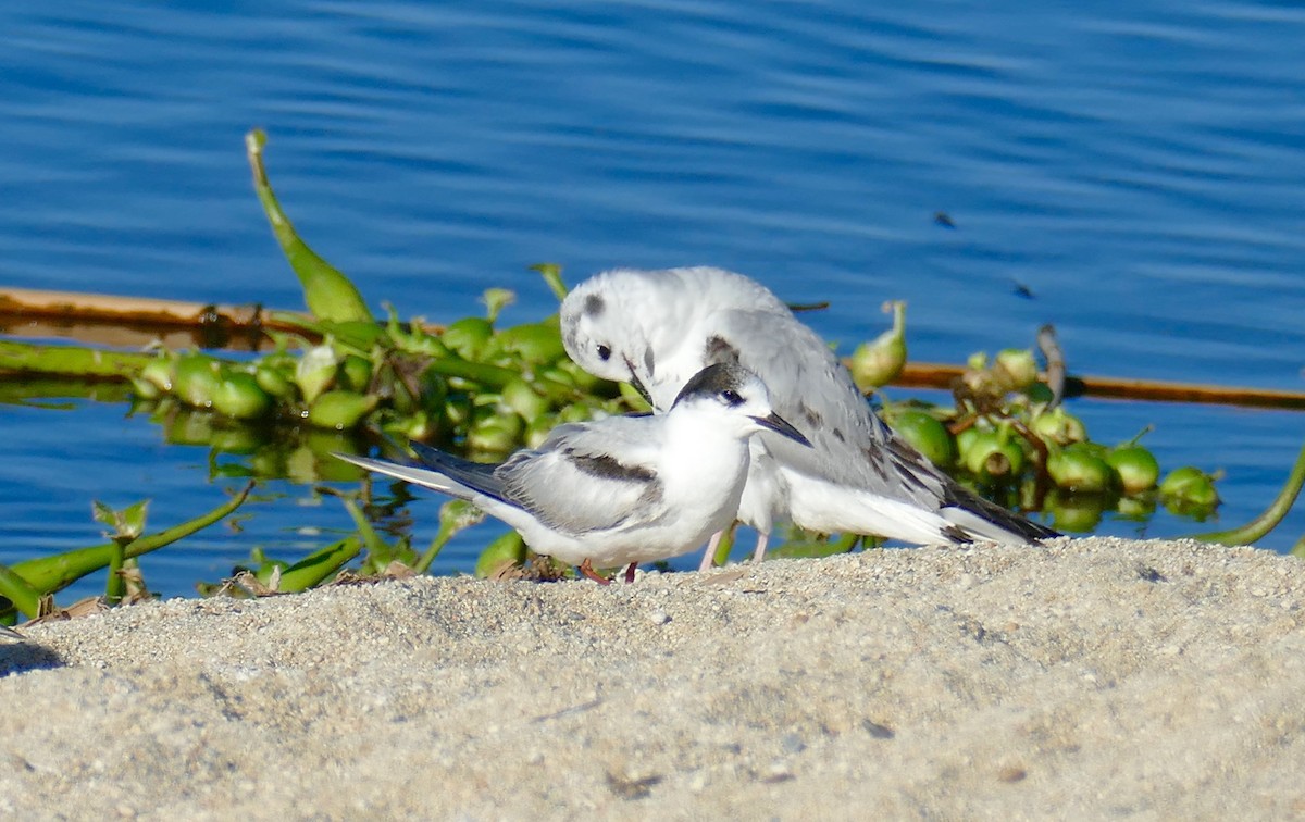 Common Tern - ML614664293