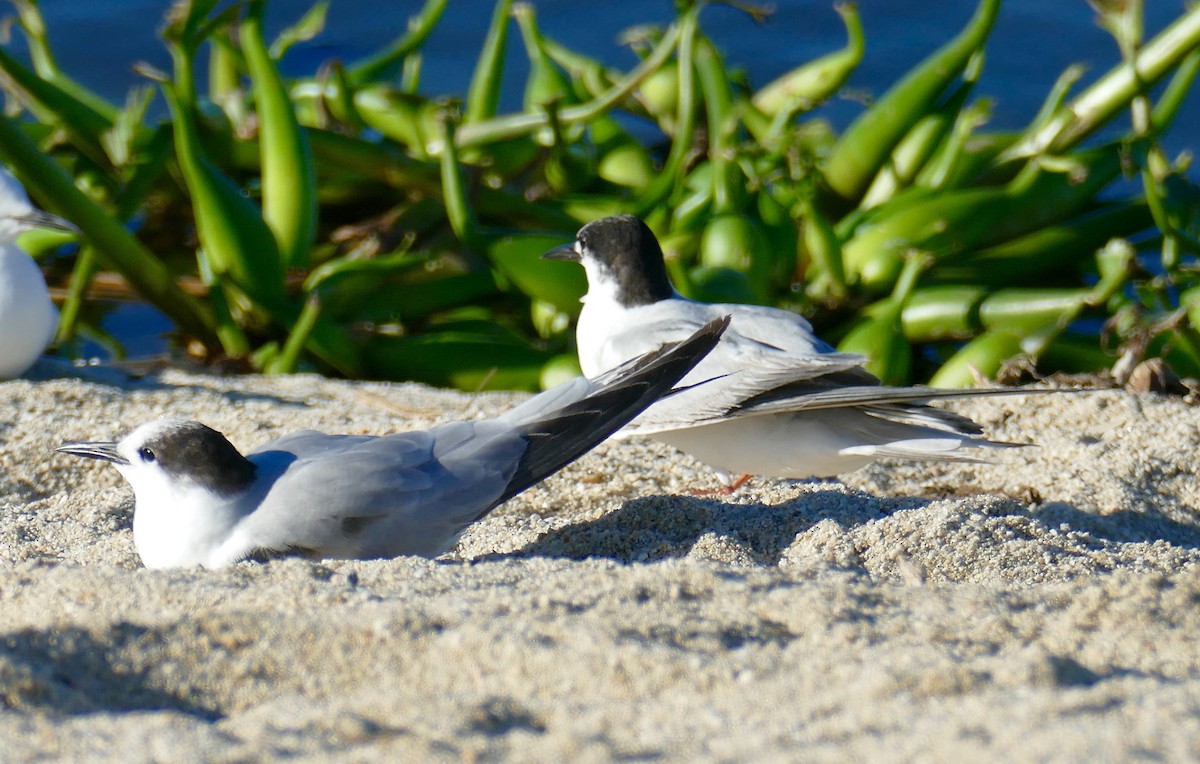 Common Tern - ML614664303