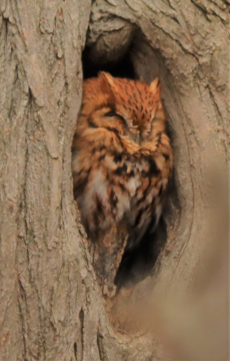 Eastern Screech-Owl - David Pluckebaum