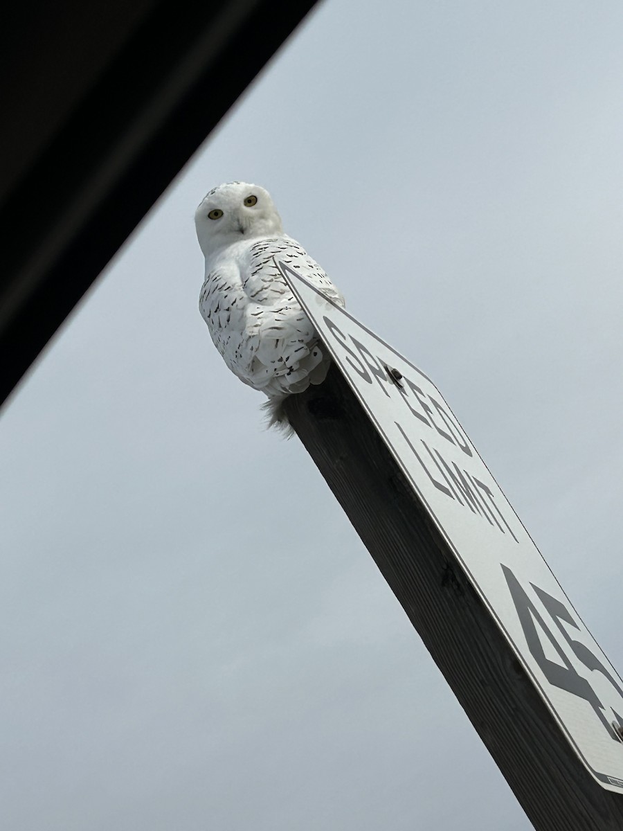 Snowy Owl - ML614664330