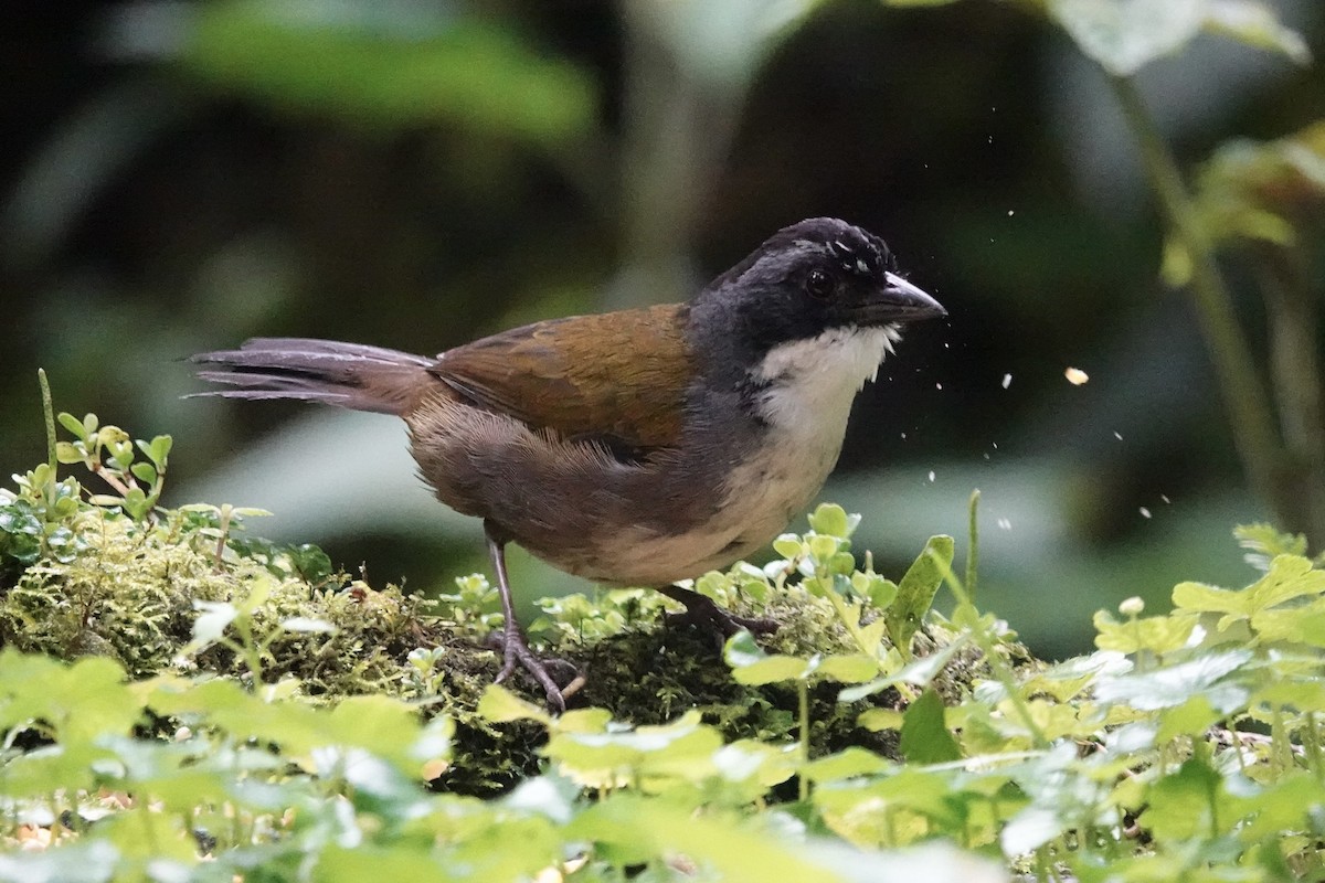 Gray-browed Brushfinch - ML614664421