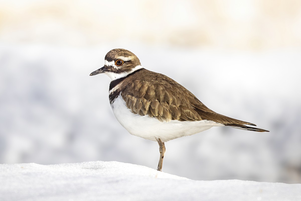 Killdeer - ML614664434