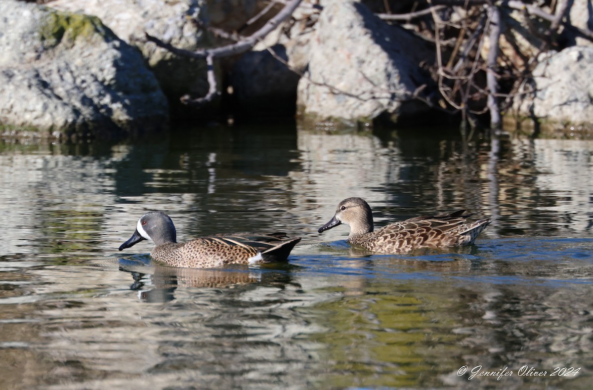 Blue-winged Teal - ML614664477