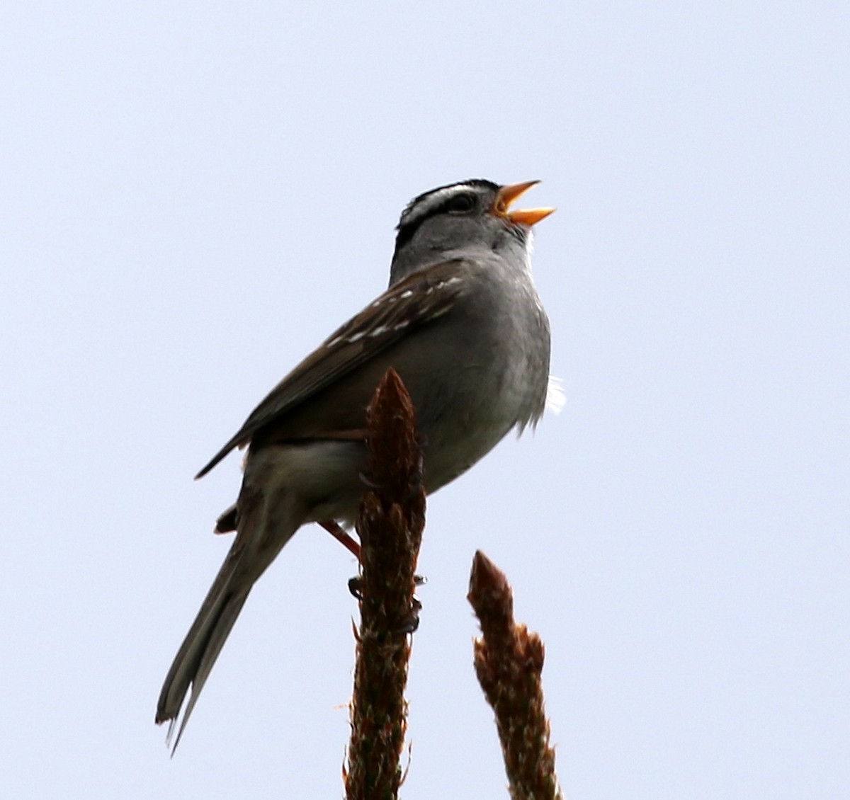 White-crowned Sparrow - ML61466451
