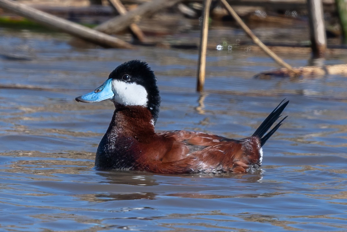 Ruddy Duck - Tom Hambleton