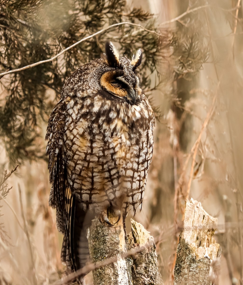 Long-eared Owl - David Pluckebaum