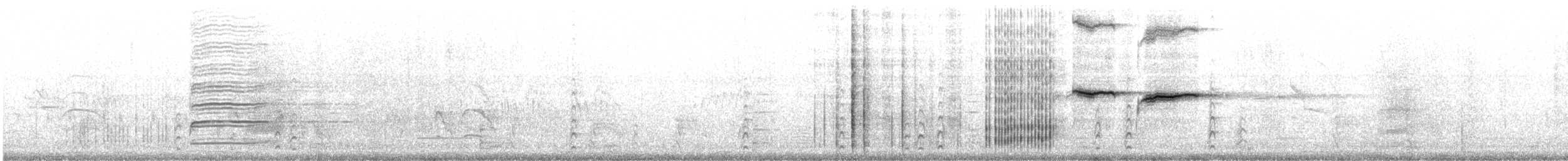 Großschwanzgrackel - ML614664594