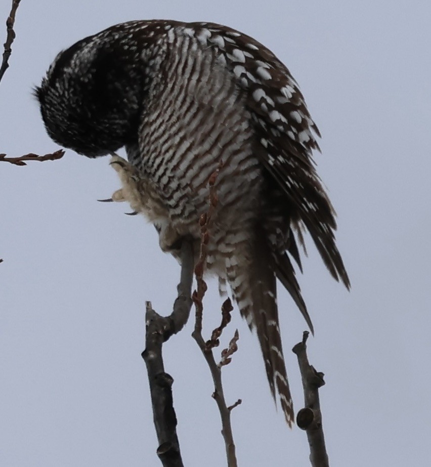 Northern Hawk Owl - Seth Benz