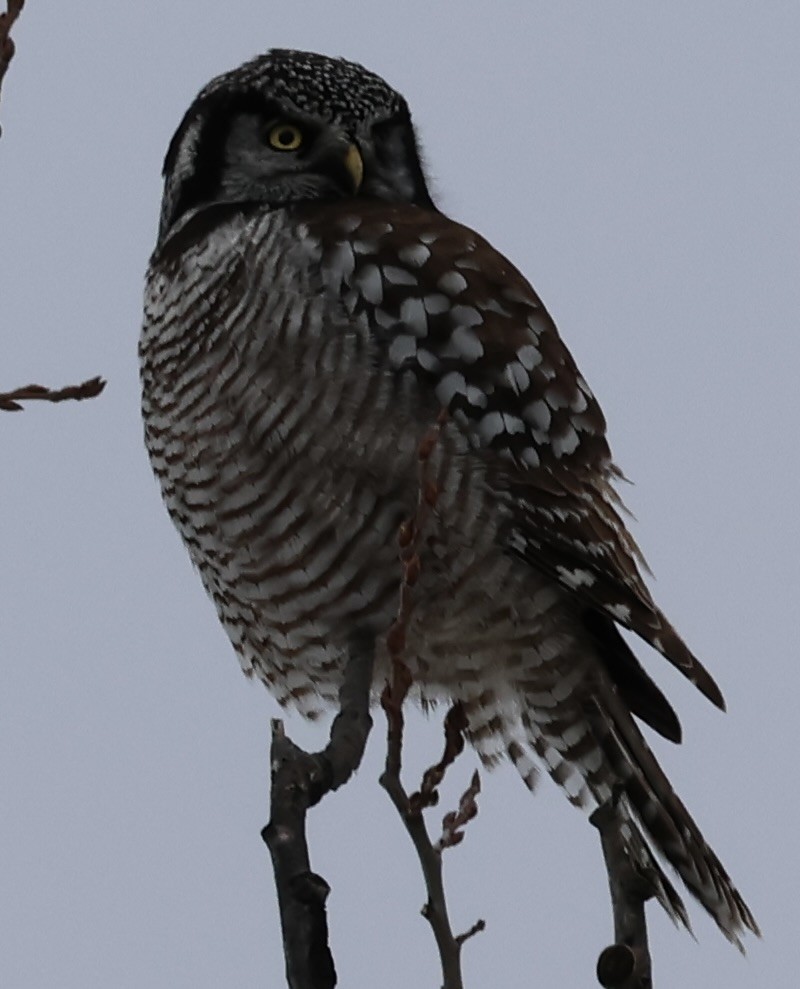 Northern Hawk Owl - ML614664668