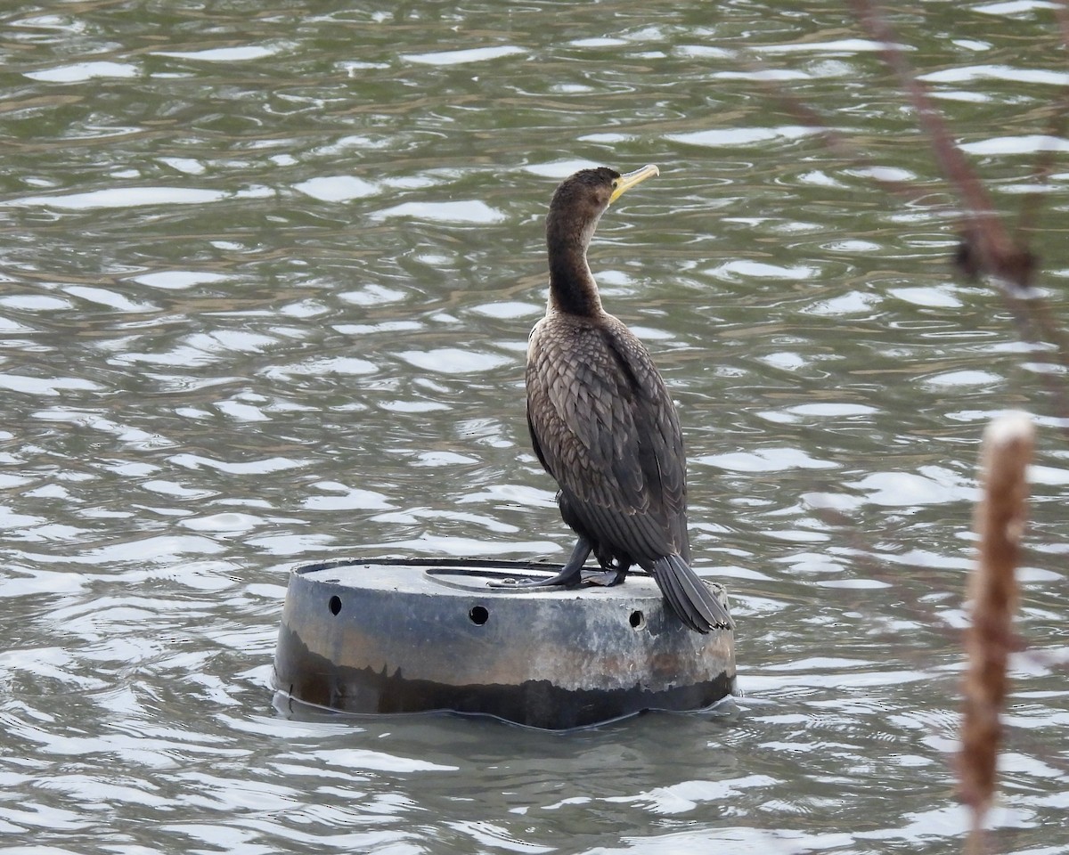 Cormoran à aigrettes - ML614664693