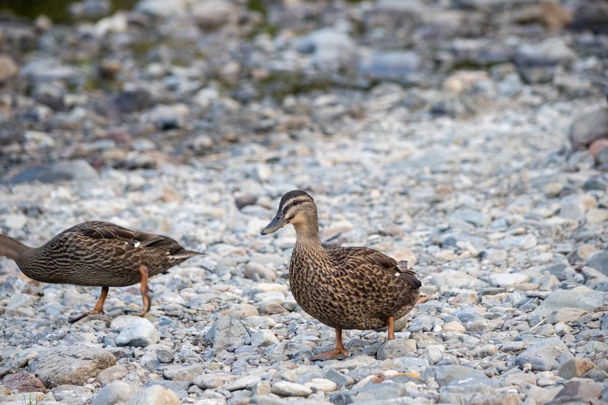 Mallard x Pacific Black Duck (hybrid) - ML614664707