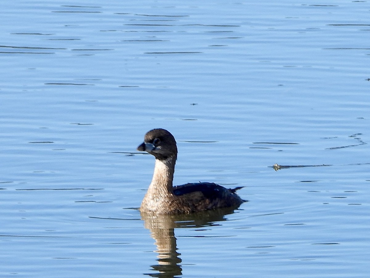 Pied-billed Grebe - ML614664732