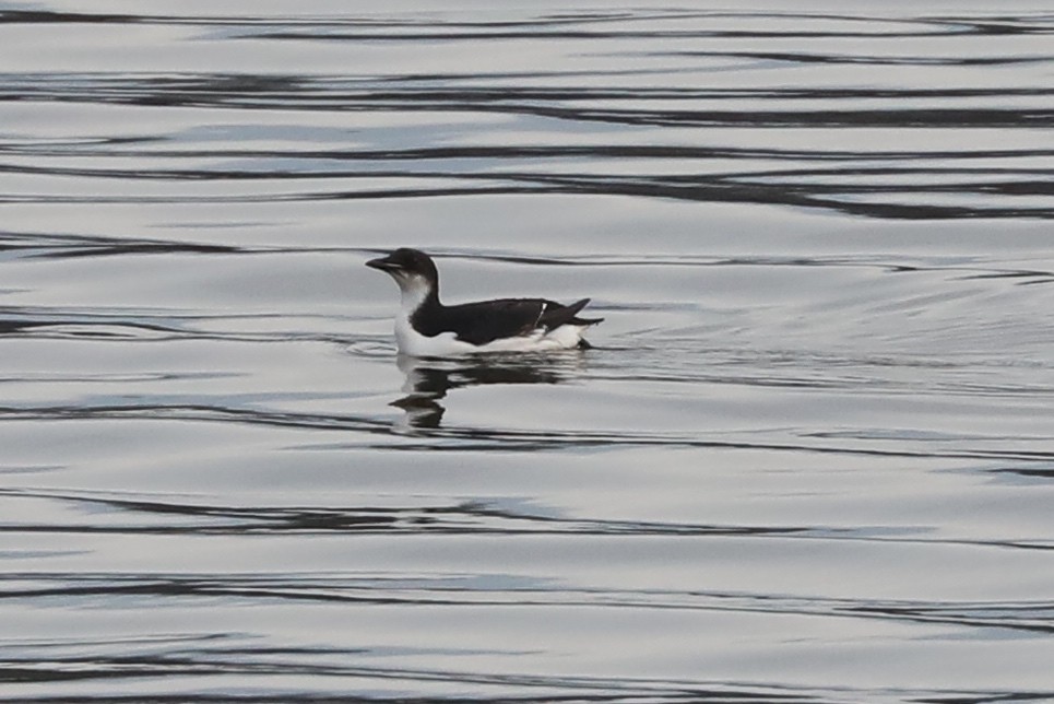 Thick-billed Murre - ML614664798