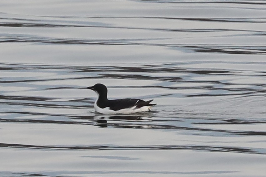 Thick-billed Murre - ML614664799