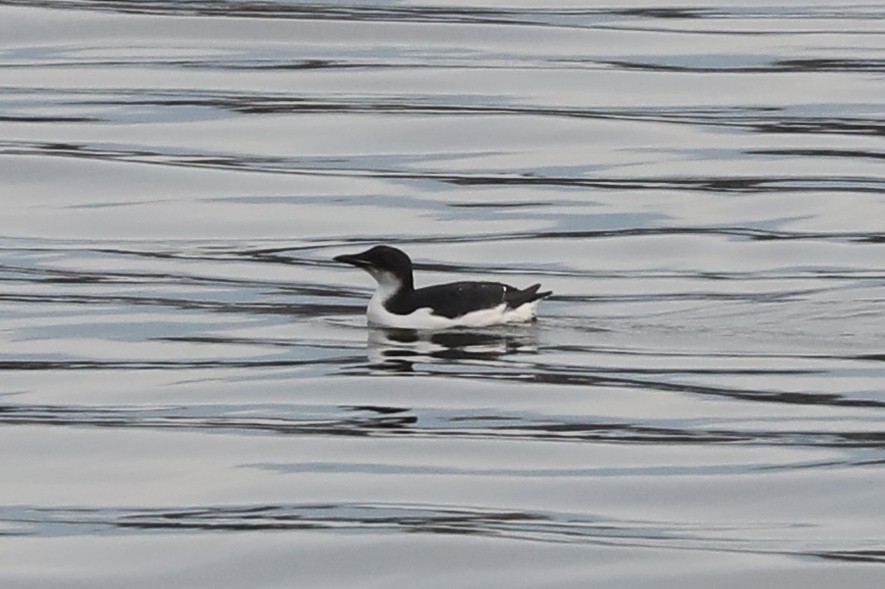 Thick-billed Murre - ML614664800
