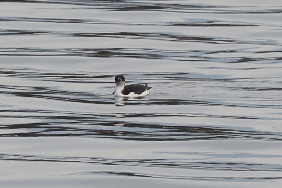 Thick-billed Murre - ML614664801