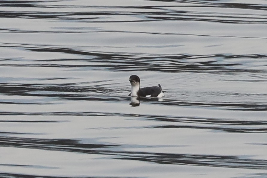 Thick-billed Murre - ML614664802
