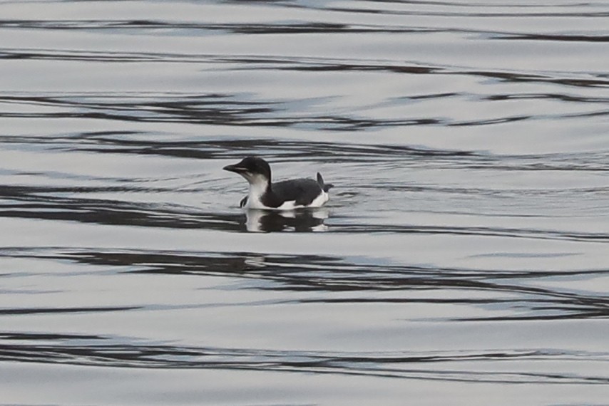 Thick-billed Murre - ML614664803