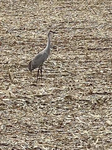Sandhill Crane - ML614664865