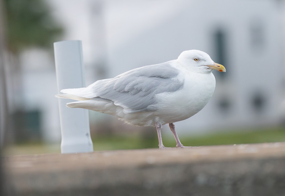 Glaucous Gull - ML614664936