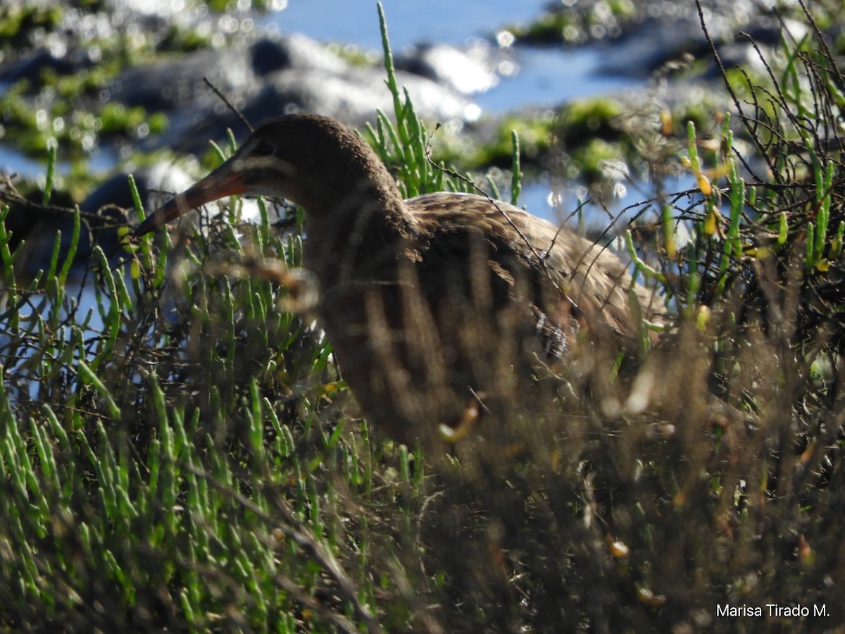 Ridgway's Rail - ML614664963