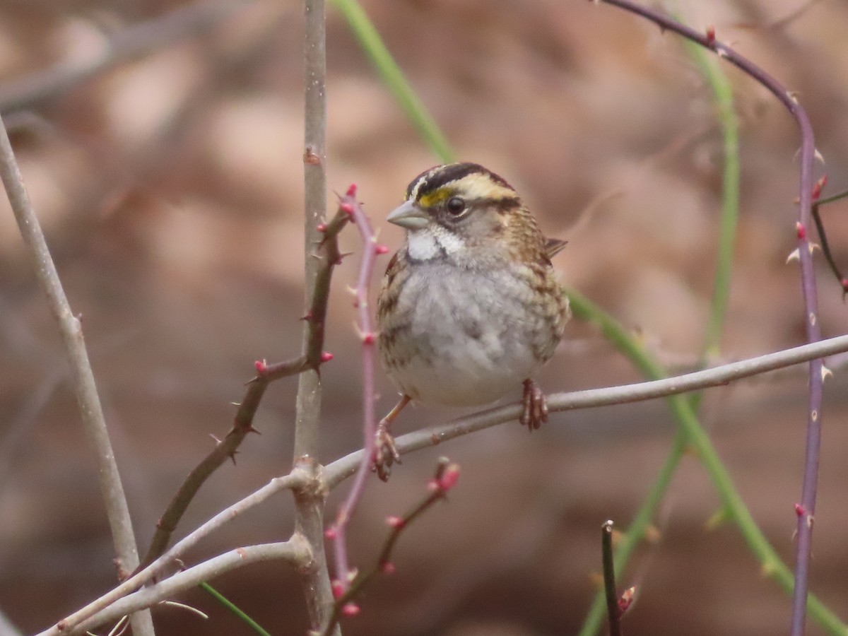 White-throated Sparrow - ML614664978