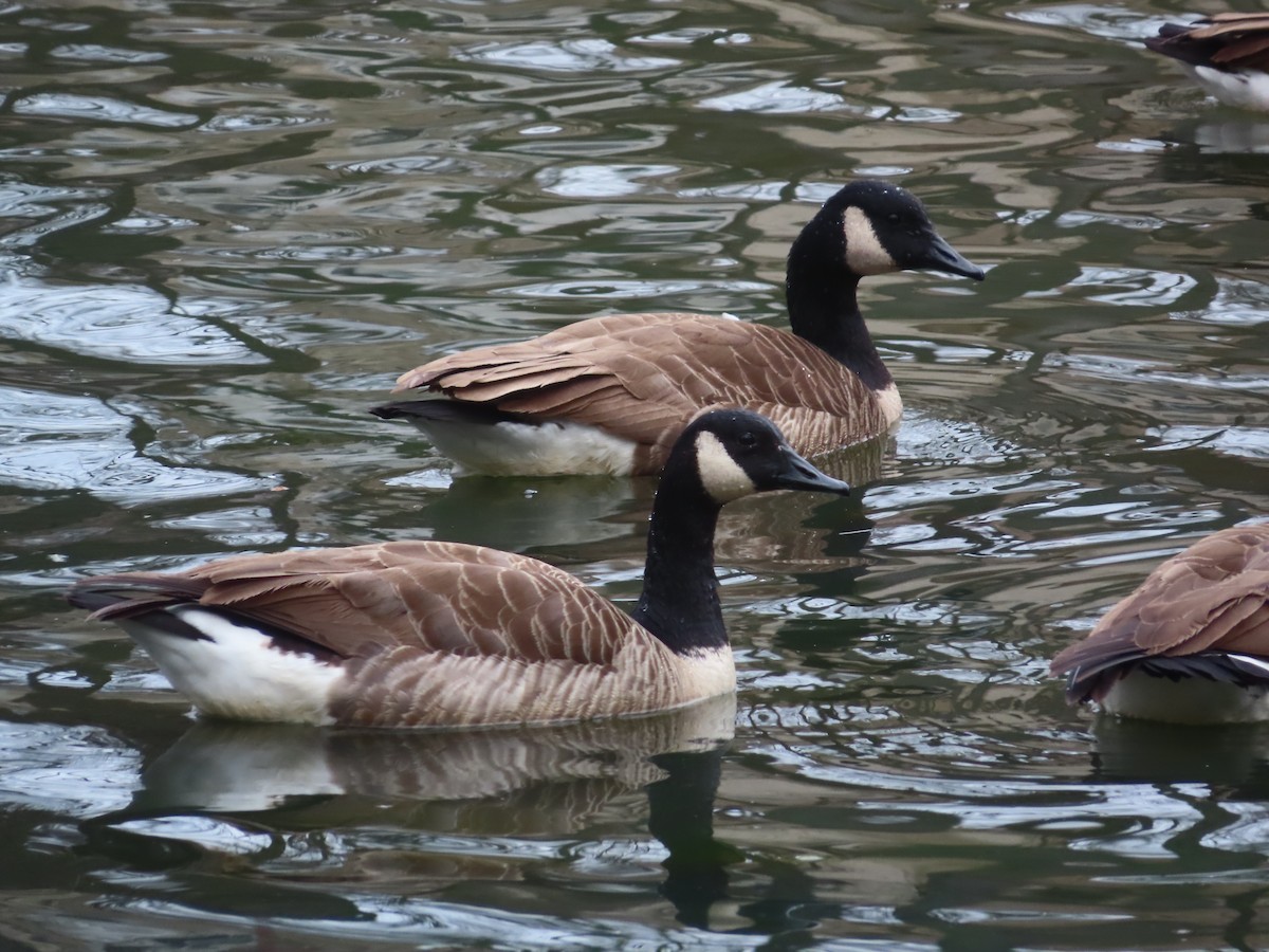 Canada Goose - ML614664989