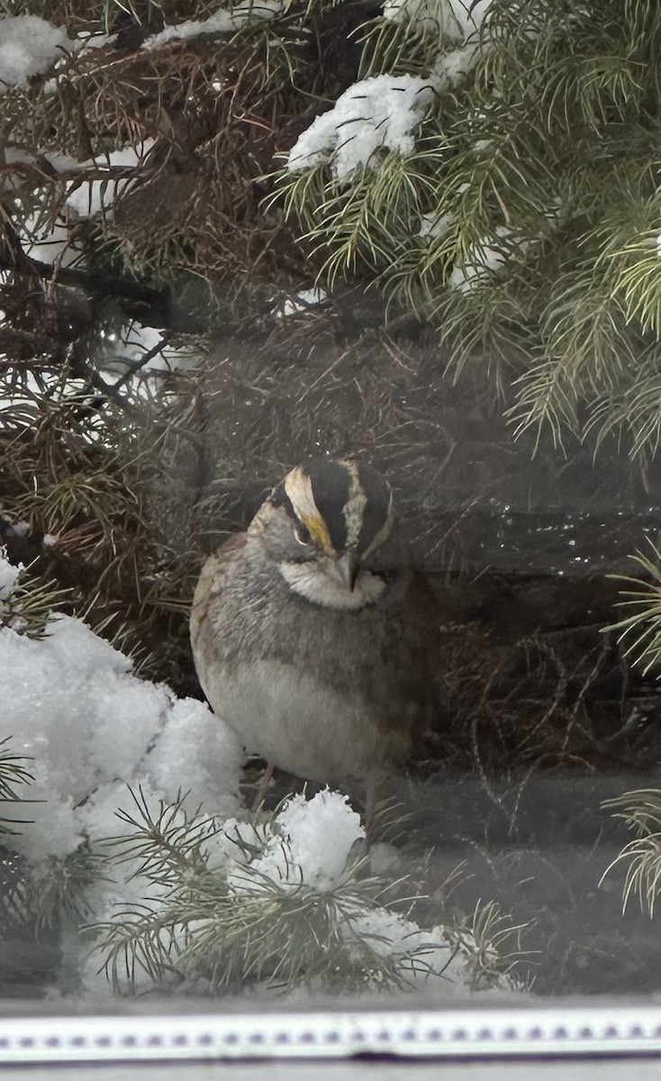 White-throated Sparrow - ML614665076