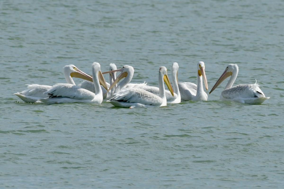 pelikán severoamerický - ML614665174