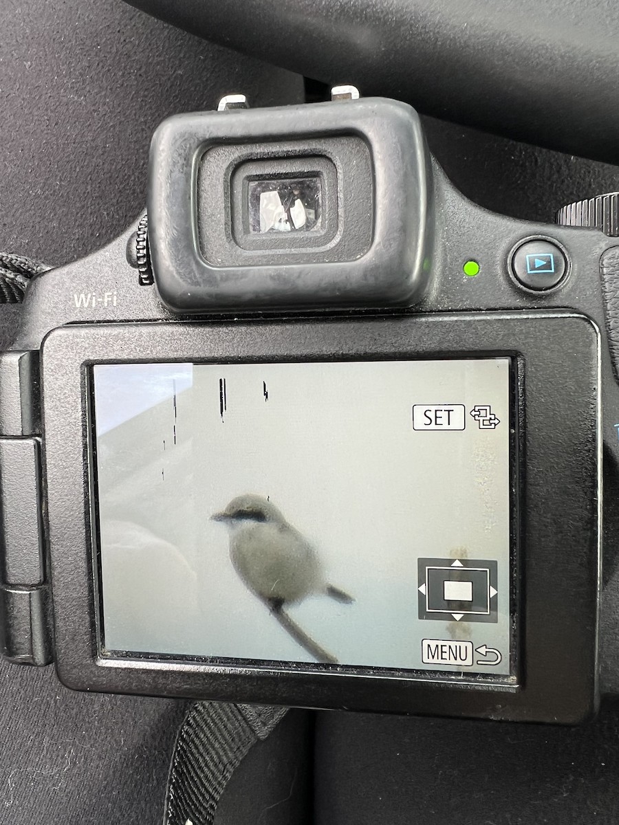 Northern Shrike - Jodi Brodsky