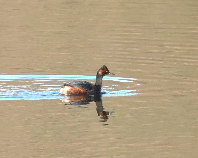 Eared Grebe - Gail DeLalla