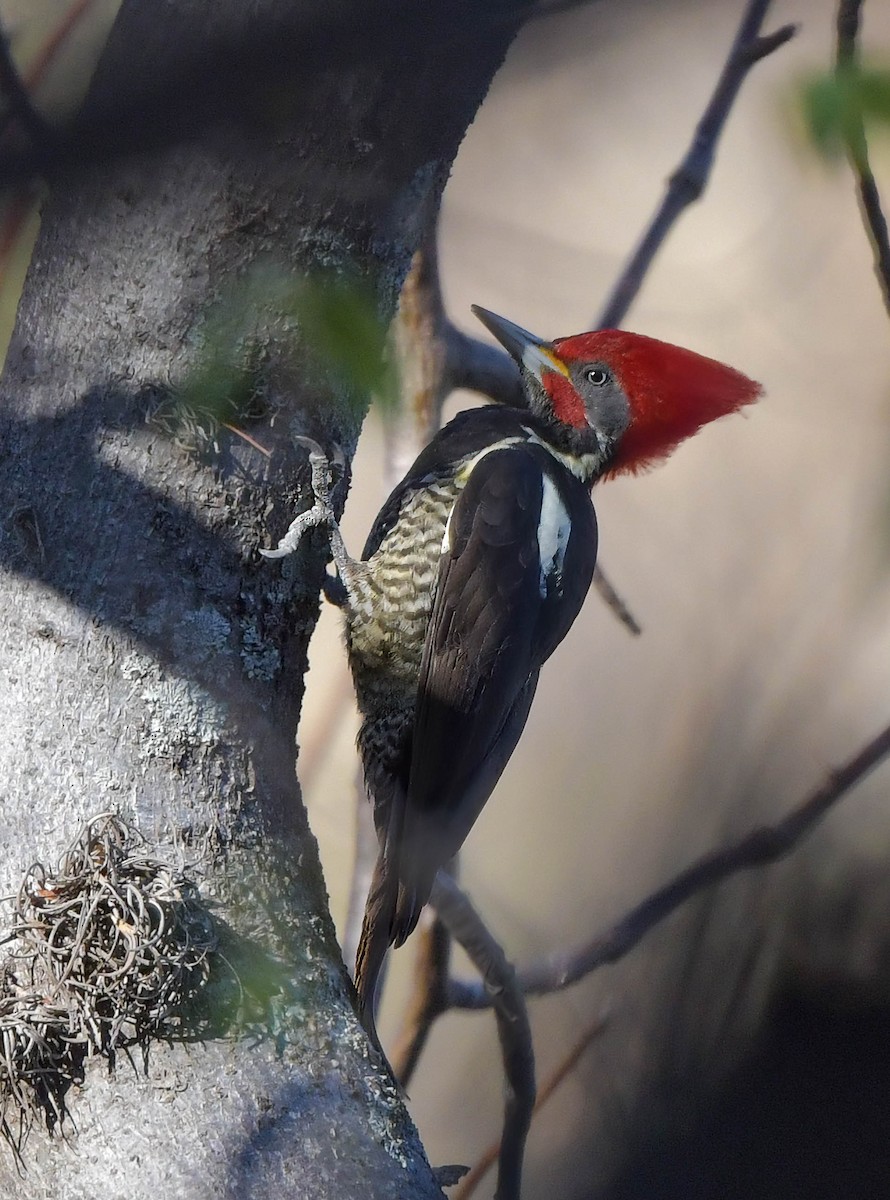 Lineated Woodpecker - Marc Faucher