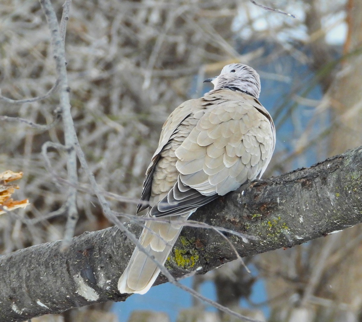 tyrkerdue - ML614665368