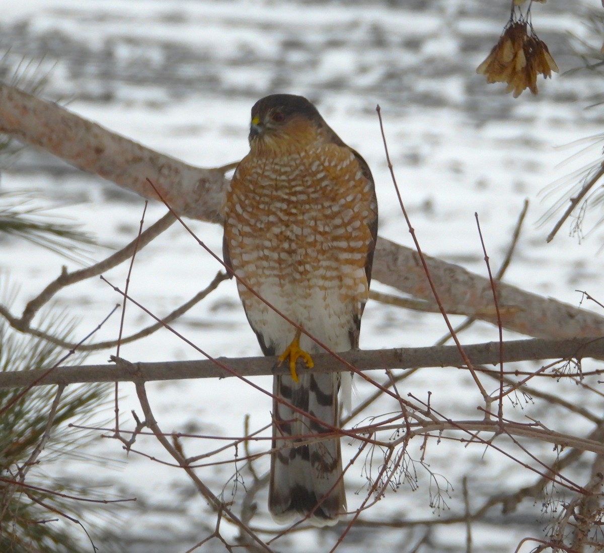 Sharp-shinned Hawk - ML614665414