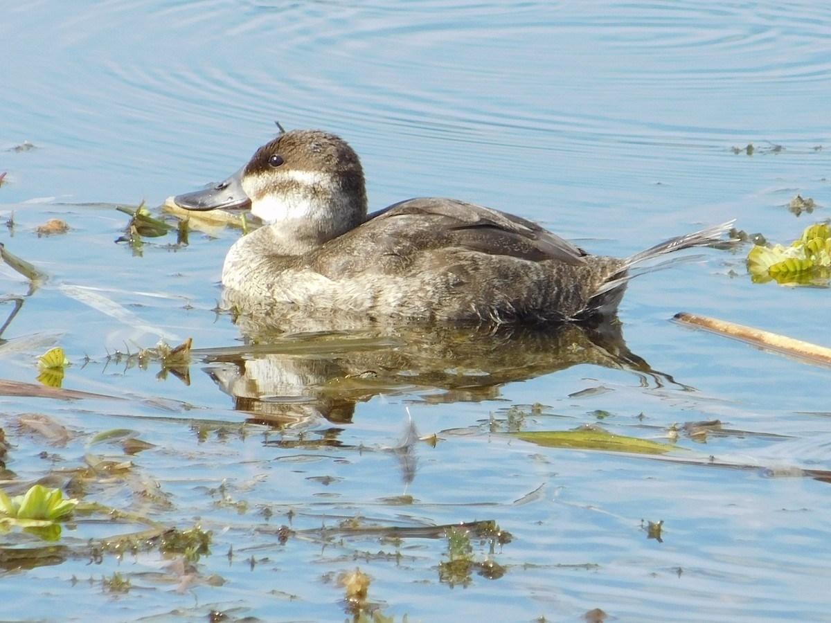 Ruddy Duck - Danny Lee