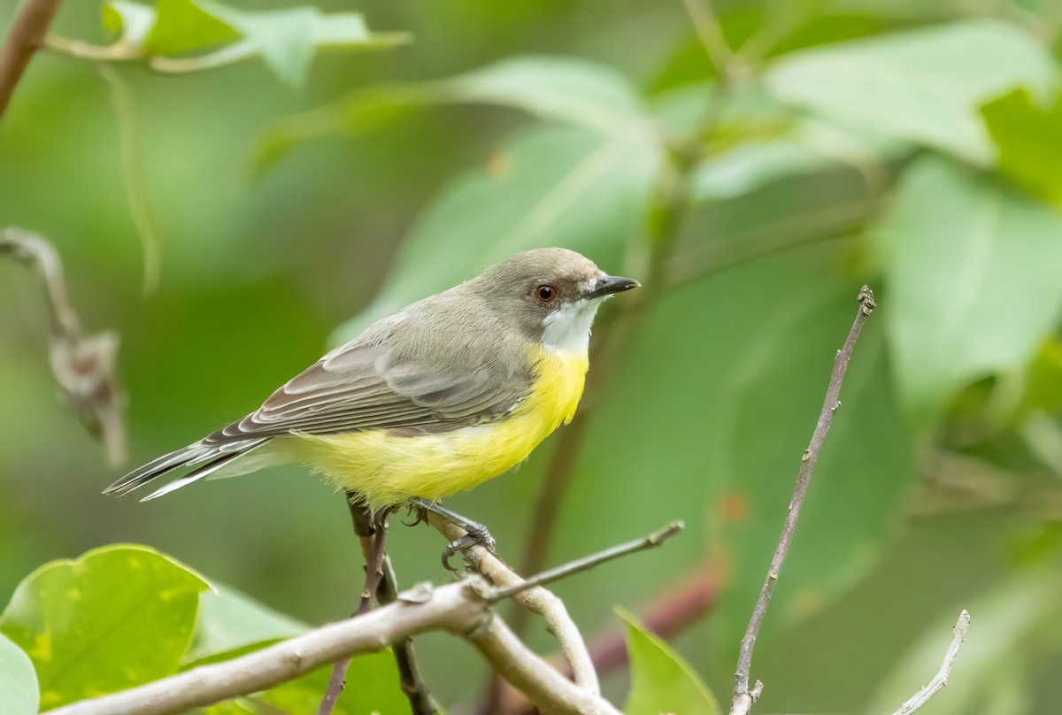 White-throated Gerygone - ML614665473